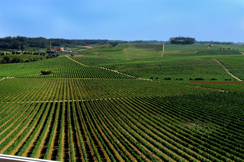 Photo of the vineyards in the Bairrada region in Portugal