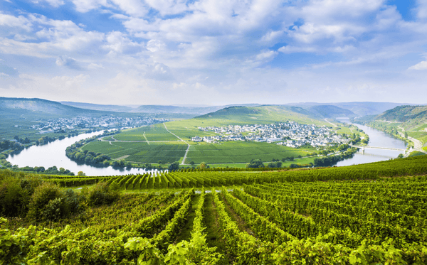 Wines of Germany - picture of Mosel vineyards