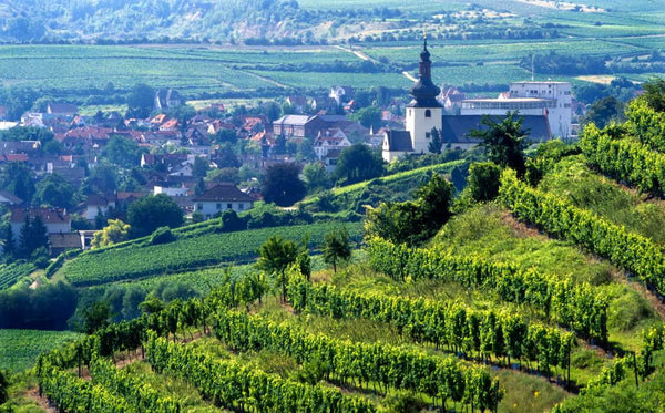 Wines of Germany - German vineyard - Rheinessen