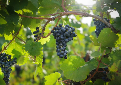 Picture of Blaufränkisch grape - copyright Austrian Wine / WSNA