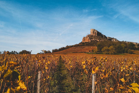 Burgundy vineyard with a view on the Roche de Solutré, a famous Burgundy rock