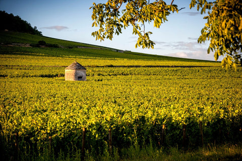 Burgundy vineyard with a golden light on the vines and a small tower characteristic of Burgundy wine region