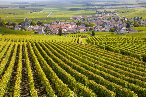 Burgundy vineyard on a slope, overlooking a small village