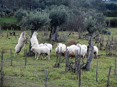 Sheeps pruning vines at Cabecas do Reguengo in Portugal