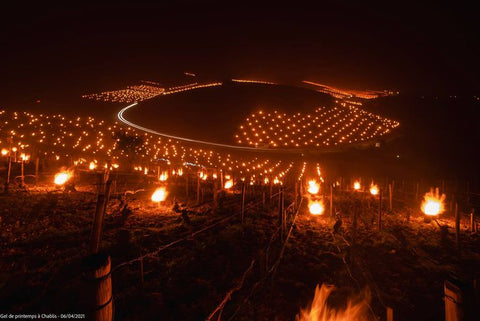 View of Chablis vineyards during the night with lighted "candles"