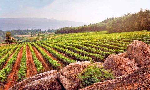Photo of the vineyards in the Dao region in Portugal