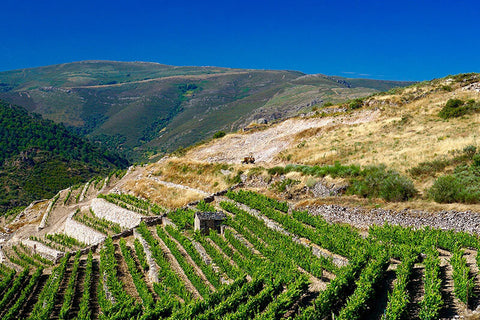 Rafael Palacios vineyards in Valdeorras, Galicia, Spain