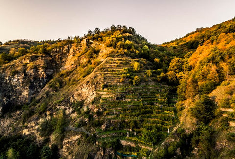 A vineyard in the Wachau - copyright Robert Herbst