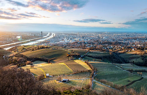 Vienna vineyards - copyright WSNA