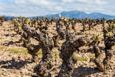 Old Vines Rioja Spain