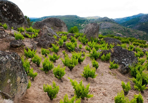 Picture of Comando G vineyards in Madrid area - Grenache bush vines between granite and on sandy soils