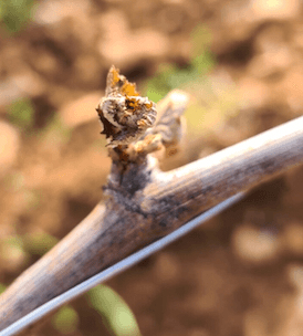 Frost damaged on Chardonnay vines in Domaine Drouhin