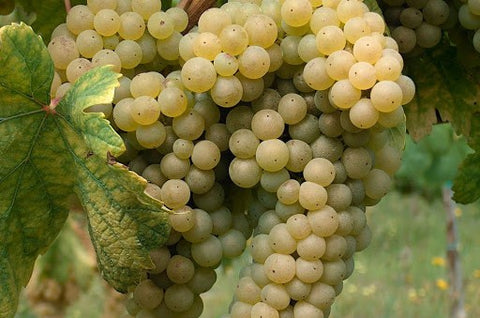 Loureiro grape variety