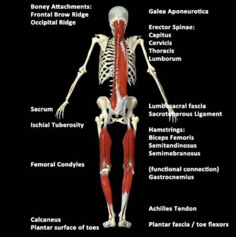 Muscle diagram of muscles massaged during the flexibility test assessment