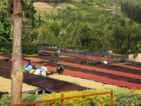 A Coffee washing station in the Southern province  of Rwanda