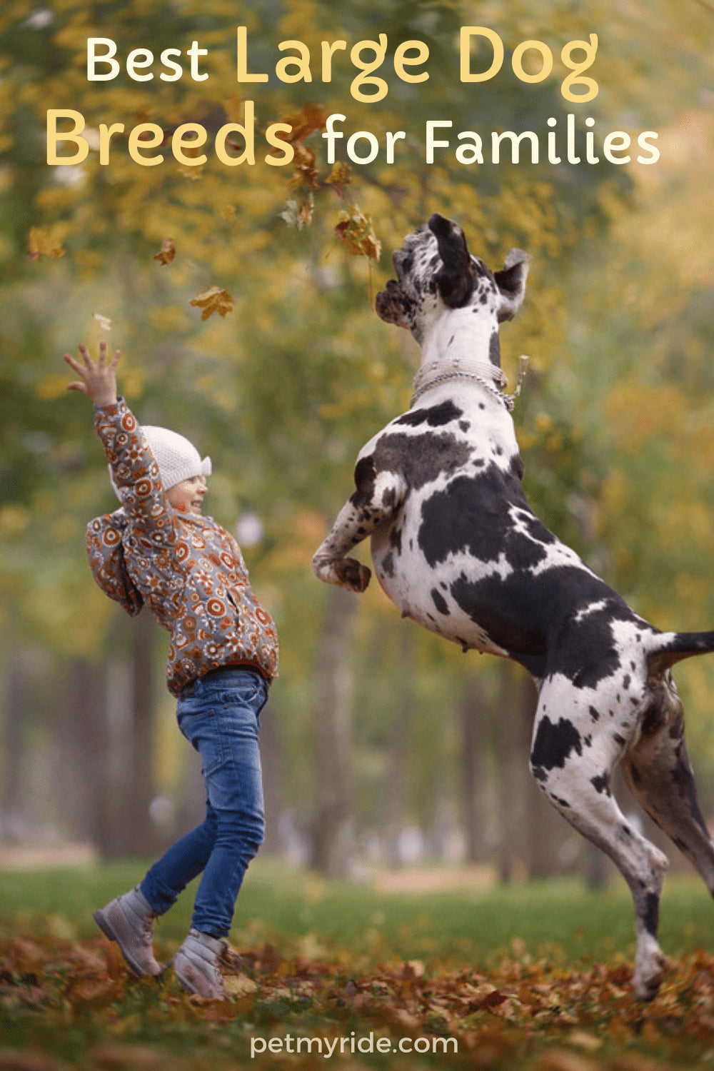 what is the friendliest large dog