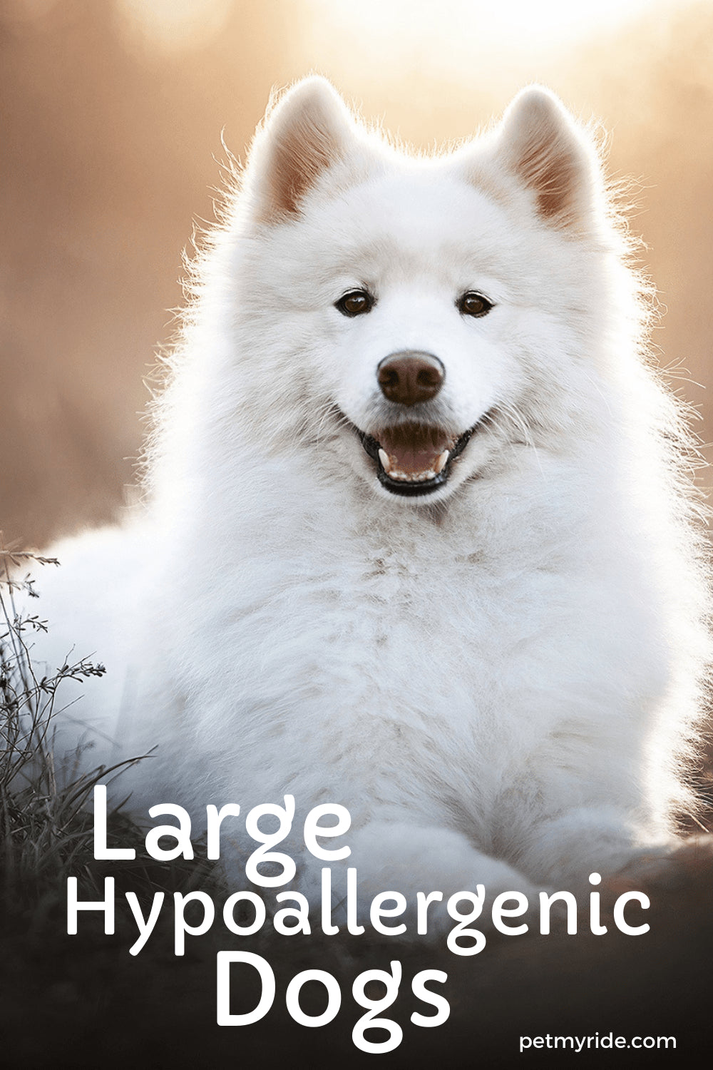 which large breed dog sheds the least