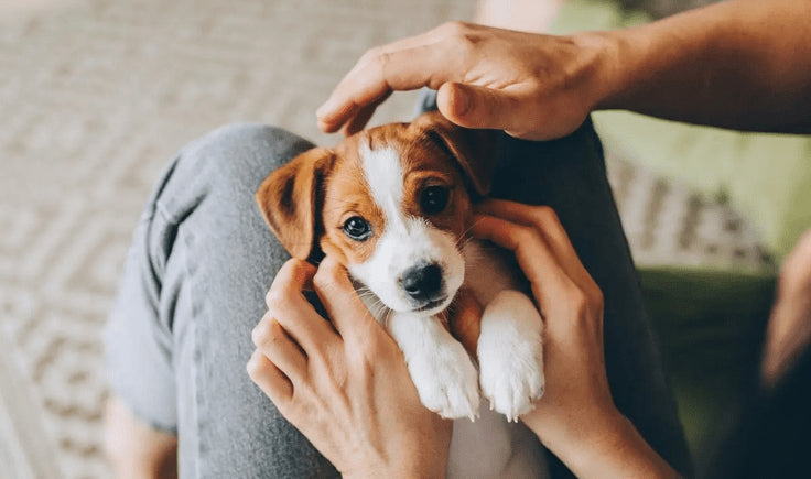 a puppy in the arms of a man