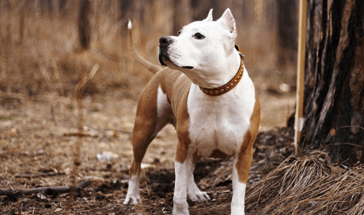 american staffordshire terrier