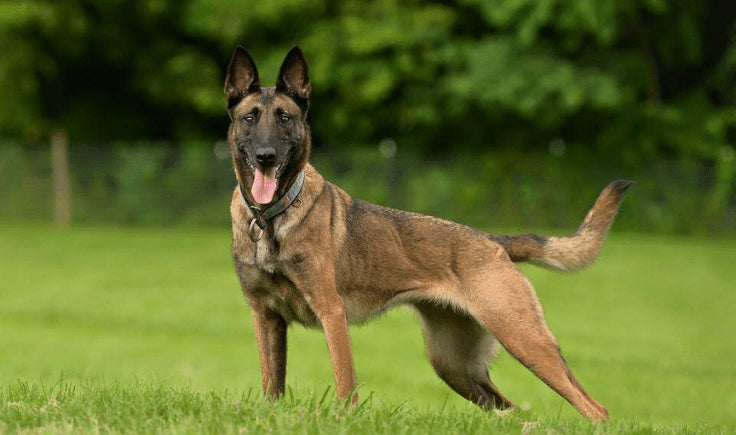 Belgian Malinois