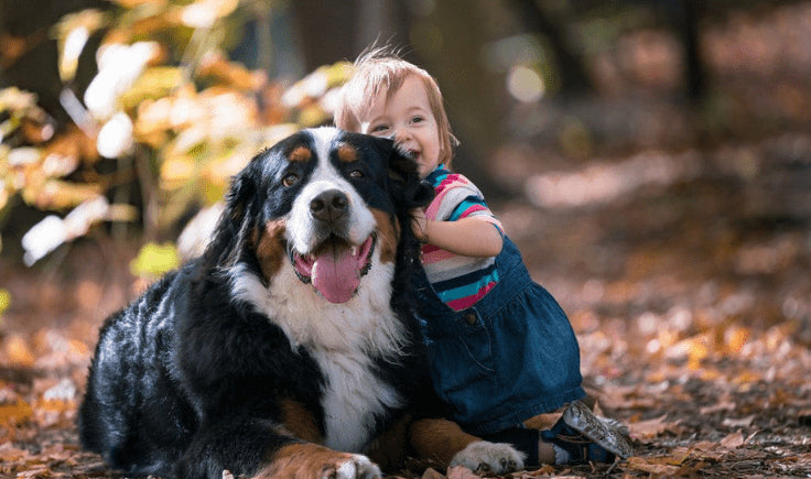 bernese mountain dog