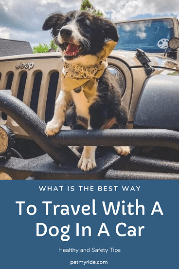 traveling with your dog in the car