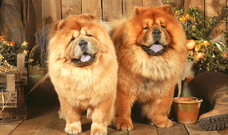 chow chow dogs
