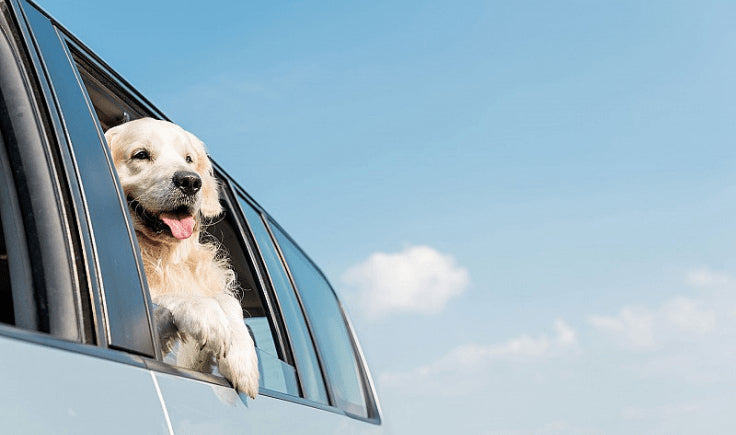 conditioning your dog to car trips