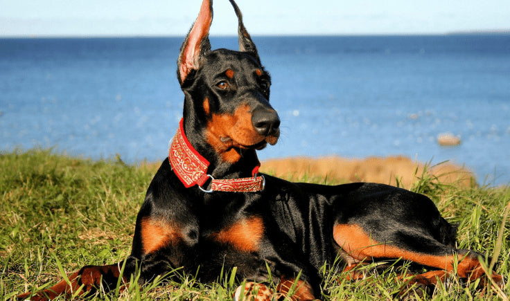 Doberman