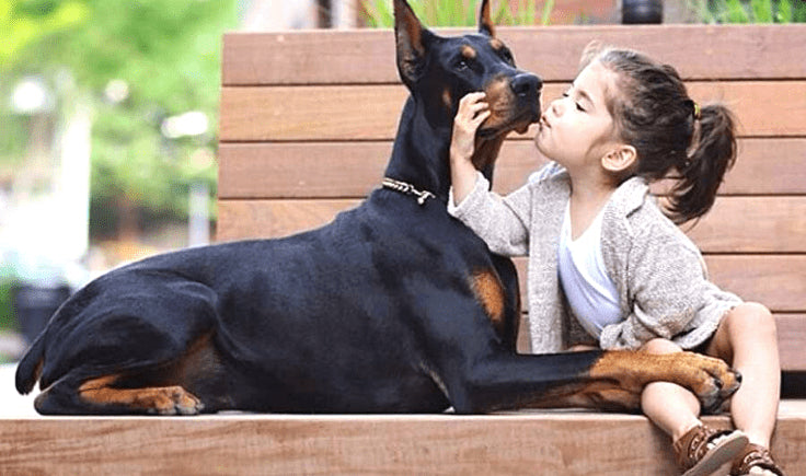 little girl sits with doberman pinscher