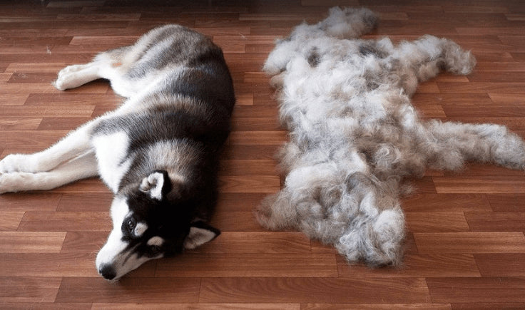 dog hair prevention brush your dog before rides