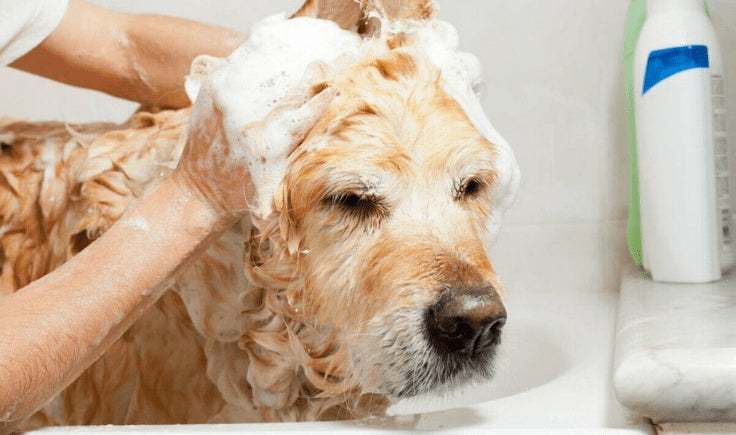 dog in foam shampoo and conditioner