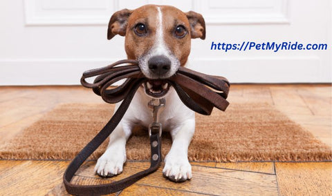 leash car harness for traveling camping