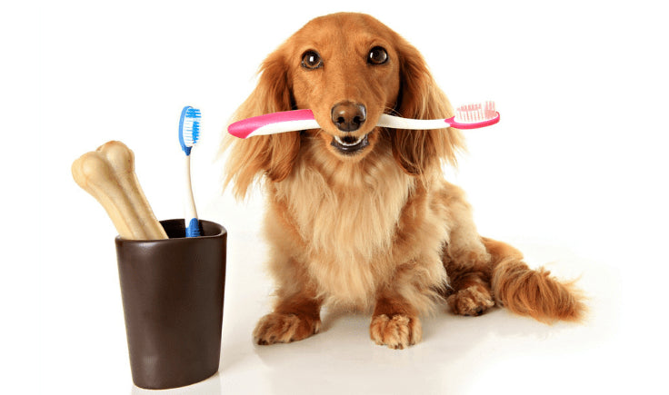 dog toothbrush and toothpaste