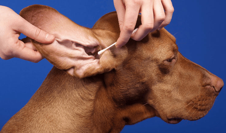 dogs ear cleaning process