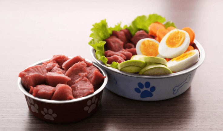 Feed your Dog an Appropriate Diet