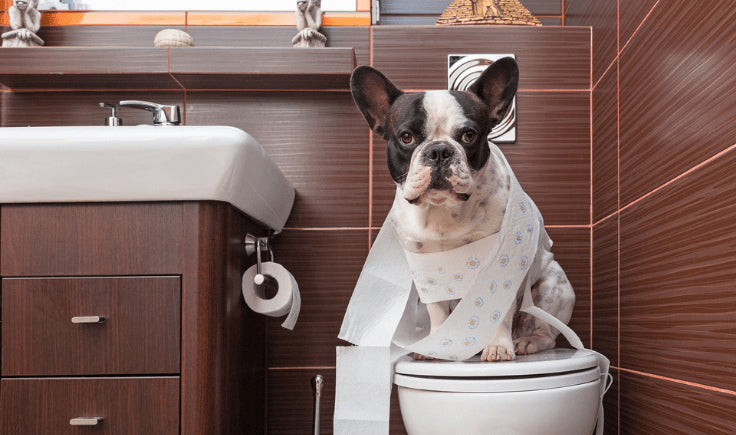 french bulldog puppy sitting on the toilet