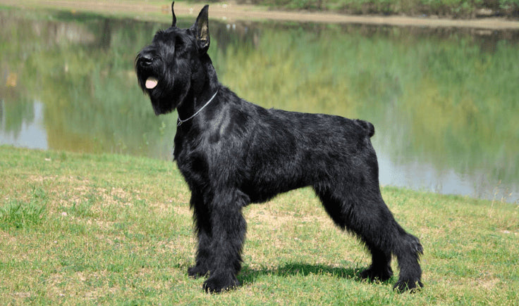 Giant Schnauzer