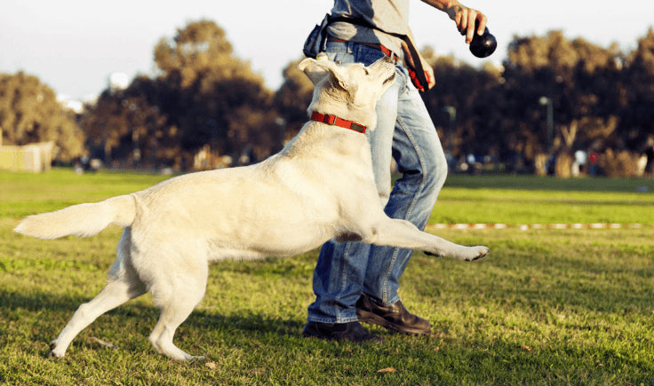 Give Your Dog Plenty of Exercises