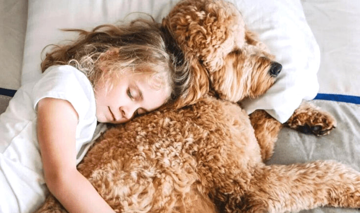 girl sleeps with golden doodle