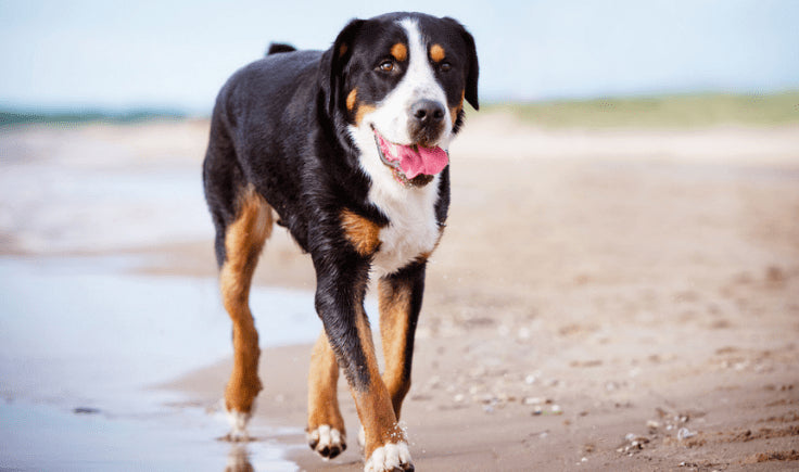 greater swiss mountain dog on the beach