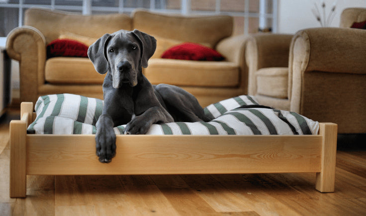 grey dane in the dog bed