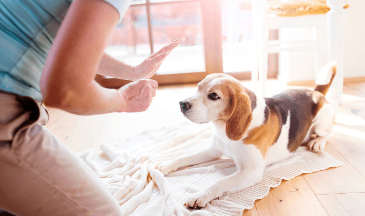 man training a dog