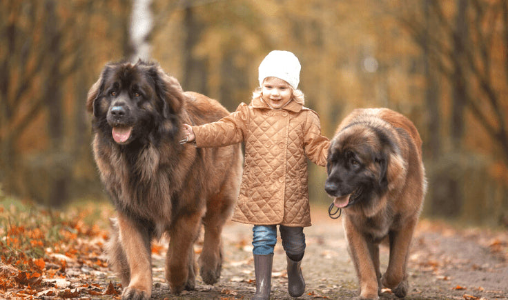 mastiff dogs