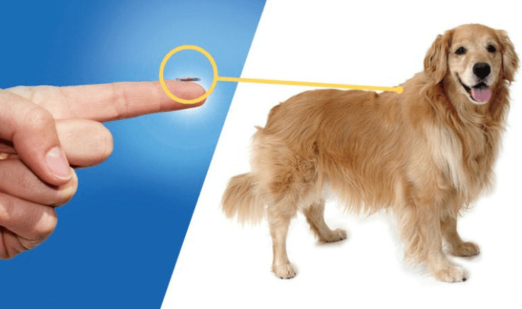 microchip for large dogs