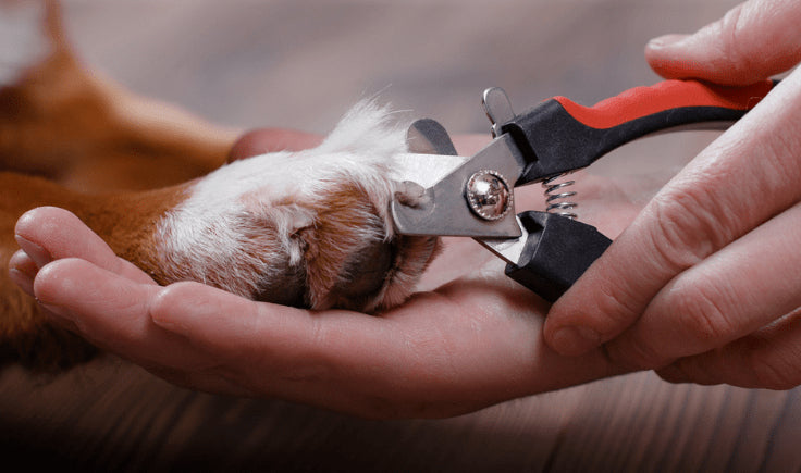 nail clippers