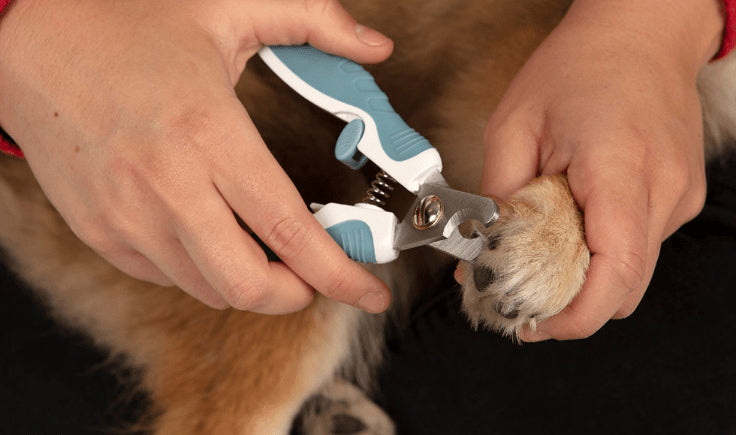 nail clippers for dogs