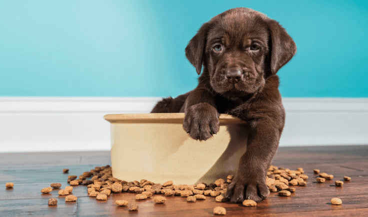 new puppy checklist food and nutrition