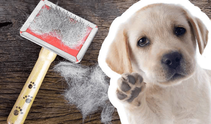 new puppy checklist hygiene and cleaning