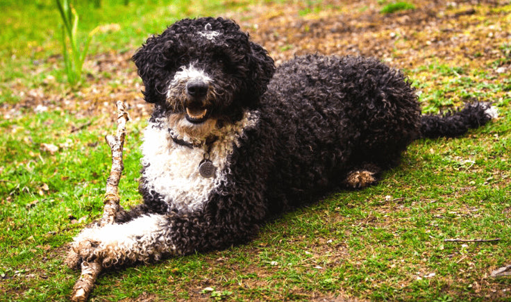 Portuguese Water Dog